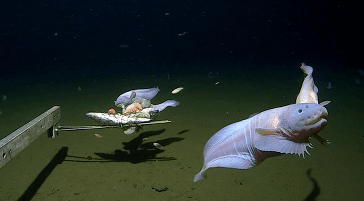 A még besorolatlan fajtájú mélytengeri hal