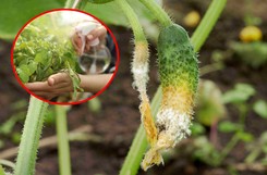 Ogórki żółkną na krzaczkach? Co zrobić gdy żółkną ogórki? Zrób ten oprysk. Kosztuje zaledwie kilka zł