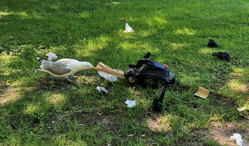 Wiemy skąd tyle śmieci pojawiło się nagle w Kołobrzegu. Dacie wiarę?