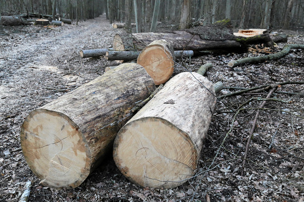 Puszcza Białowieska