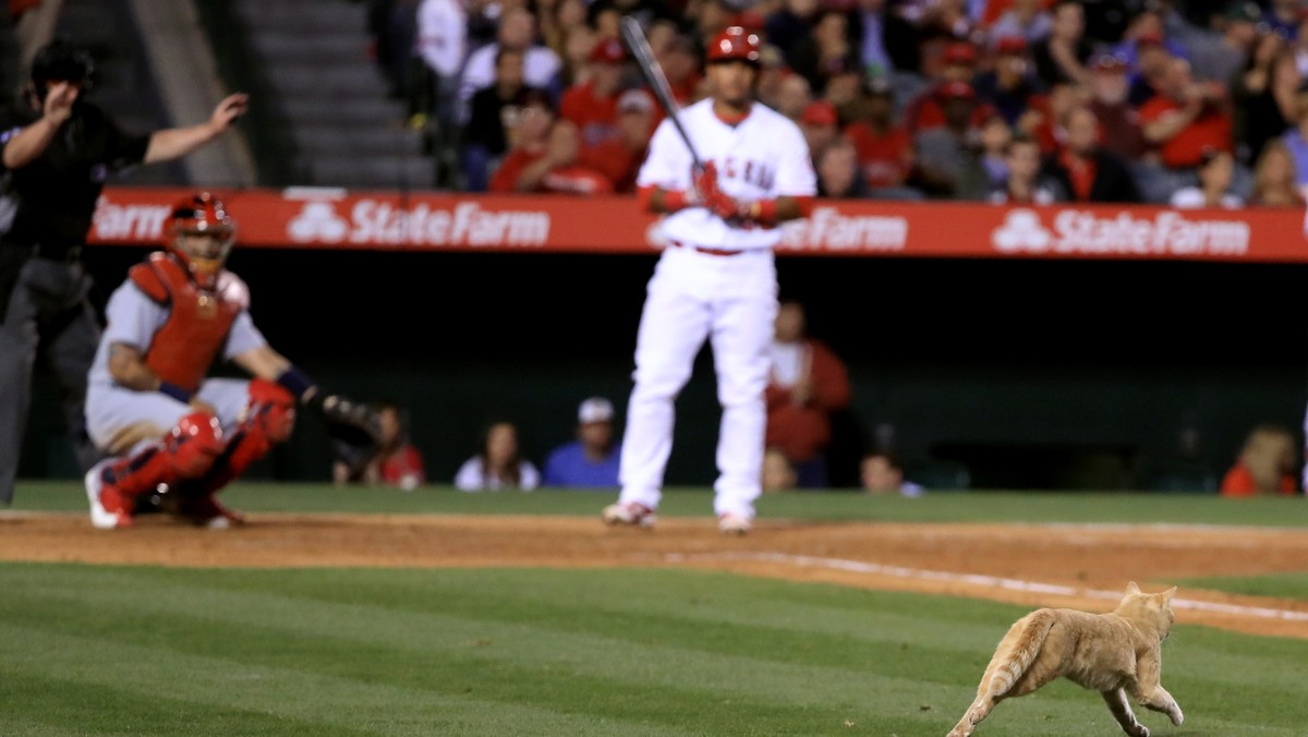 W sieci natrafiliśmy na wideo z meczu baseballa, w którym zmierzyły się drużyny Los Angeles Angels i St. Louis Cardinals. Spotkanie zostało na moment przerwane z powodu kota, który pojawił się na boisku.