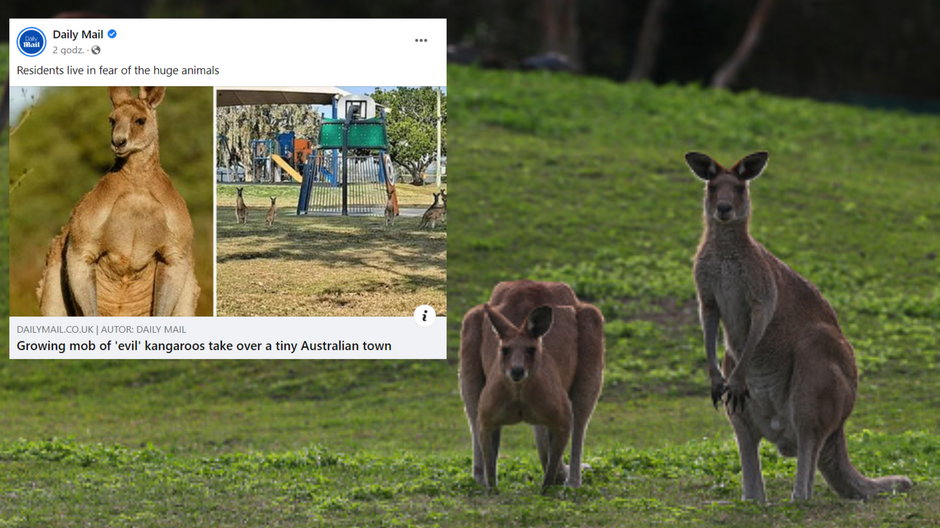 Gang kangurów terroryzuje australijskie miasteczko (fot. facebook.com/DailyMail)