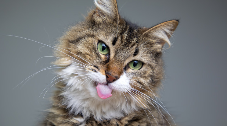 A macskák nem érzik a cukor ízét / Fotó: Getty Images