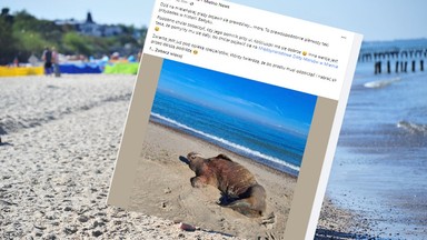 Takiego widoku nikt się nie spodziewał. Prawdziwy mors na plaży w Mielnie. Pierwszy taki przypadek w historii