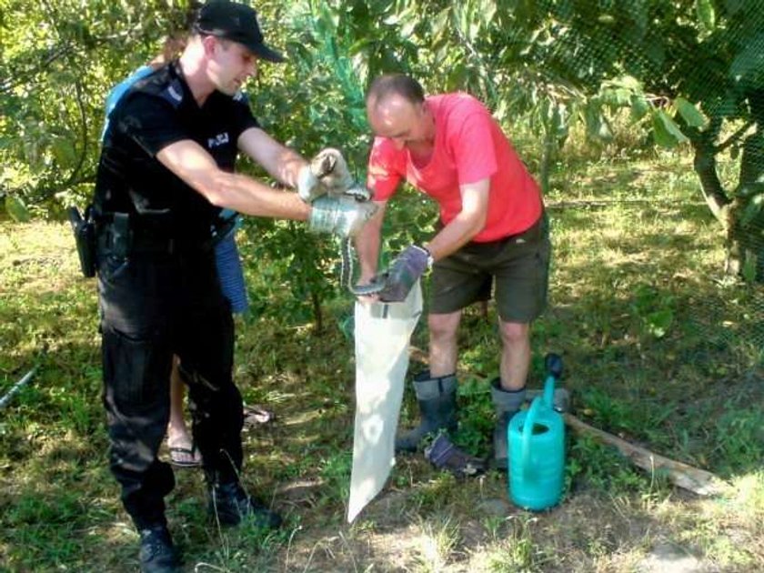 Szok! Ponad metrowy wąż w przydomowym ogródku! FOTO