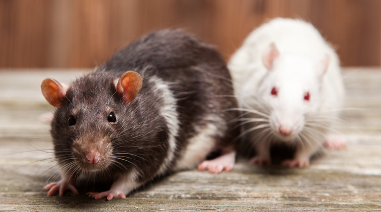 A patkányok összetartanak / Fotó: Getty Images