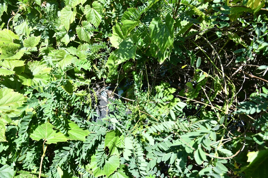 Jelena Marjanović  zarasla spomen ploča