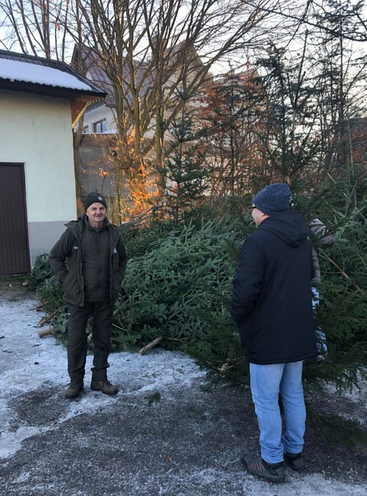 Sprzedaż choinek przed świętami 2023 r. Nadleśnictwo Nowy Targ