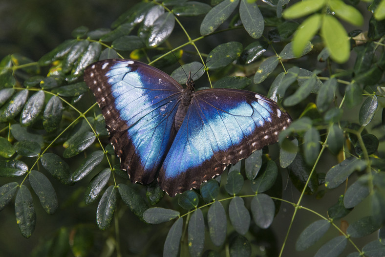 Motyl z gatunku Morpho peleides