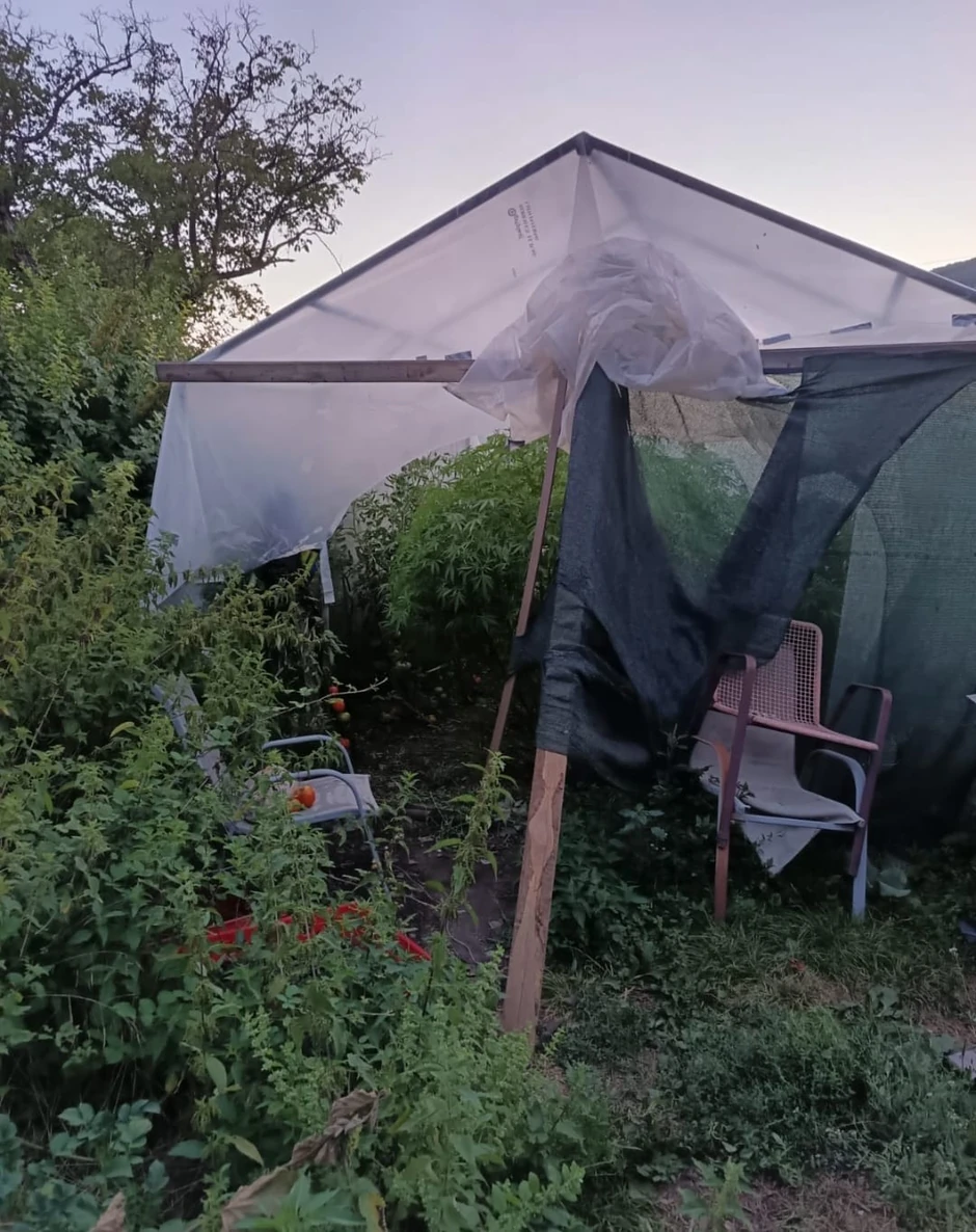 Plantaža marihuane u Nikšiću