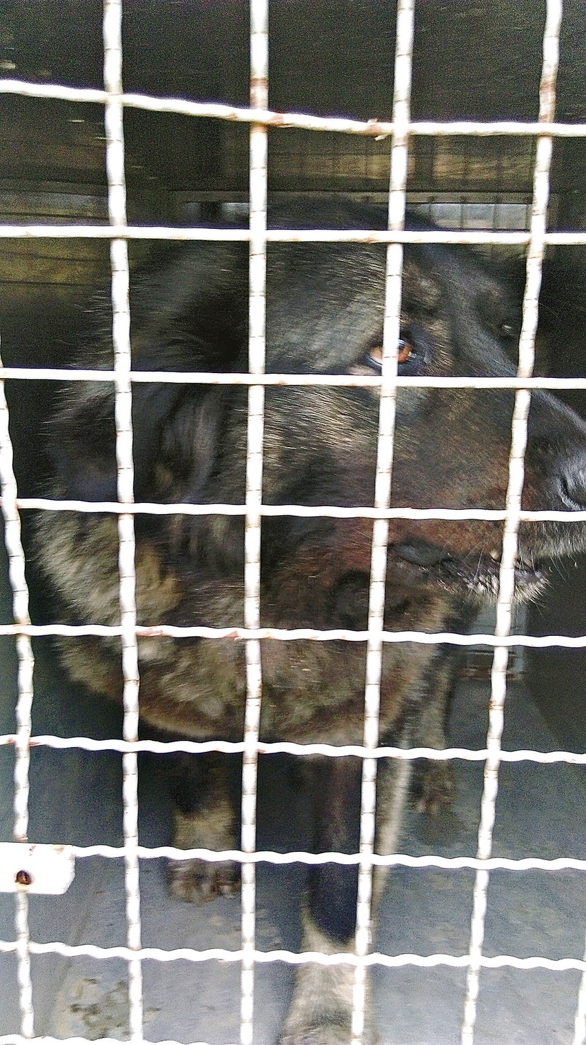 Šarplaninac uhvaćen u boks