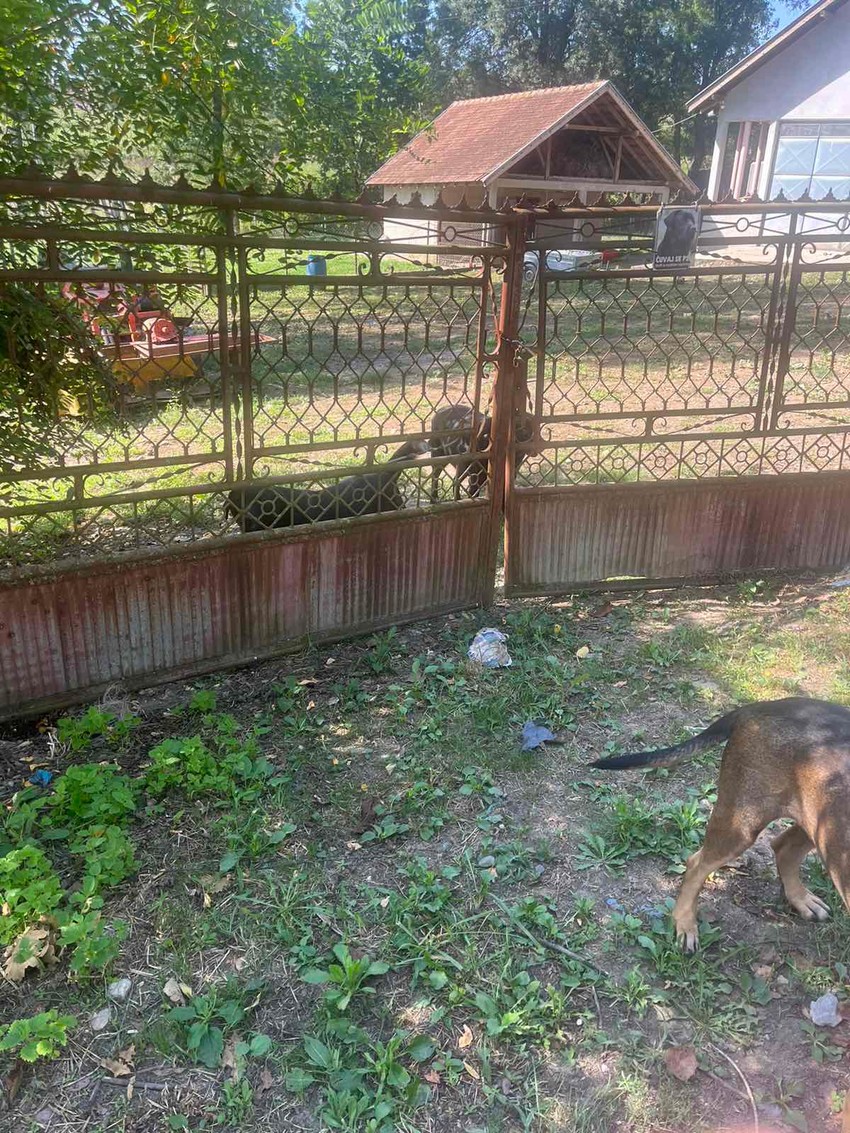 psi na ulicama Isakova kod Ćuprije