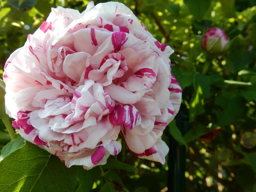 Dans tout le jardin, les rosiers resplendissent dans les couleurs les plus diverses. 