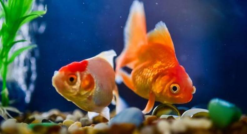 10 Reasons Fish Make Good Pets (Photo: Courtesy/Aquarium co-op)