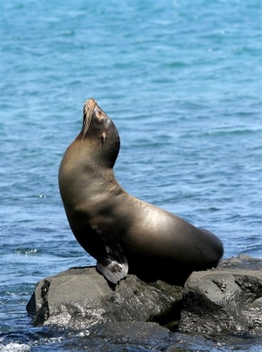 ECUADOR - GALAPAGOS - FAUNA