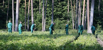 Więźniowie pójdą do pracy w lesie. Jest porozumienie z leśnikami