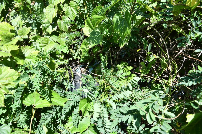 Jelena Marjanović  zarasla spomen ploča