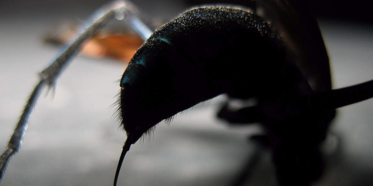 The tarantula hawk wasp is a four on the Schmidt sting pain index.