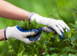 Czego nie podlewać gnojówką z pokrzyw?