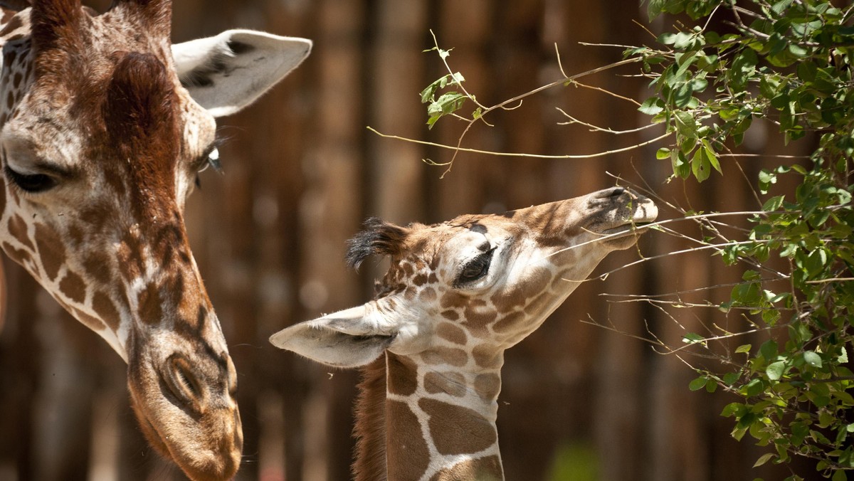 żyrafa żyrafy zoo zwierzęta