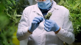 ¿Qué es la terapia personalizada con cannabis?