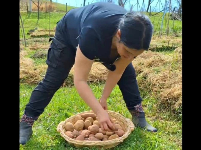 Sadnja krompira