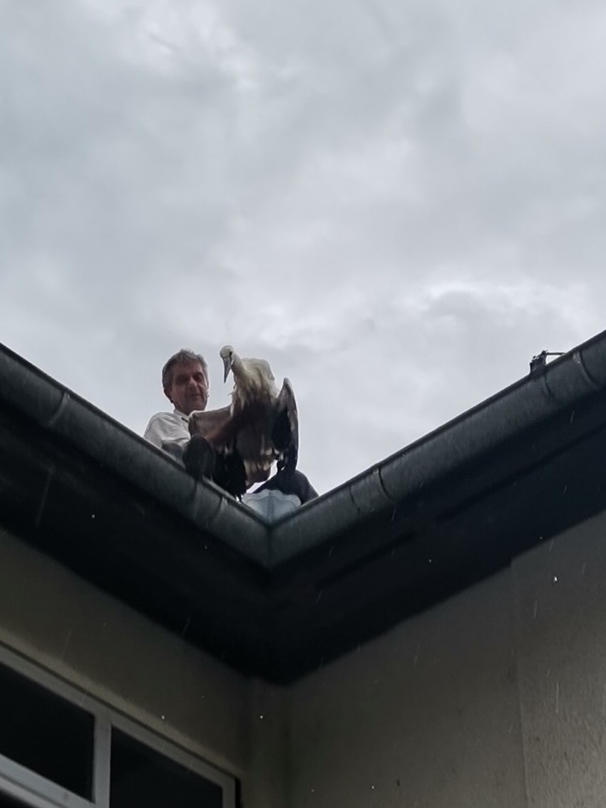 Radnik škole skinuo je povređenog Savu sa krova