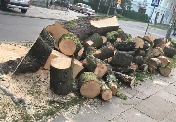 Dalszy ciąg nielegalnej wycinki drzew. Mieszkańcy cierpią, a winnych nie ma