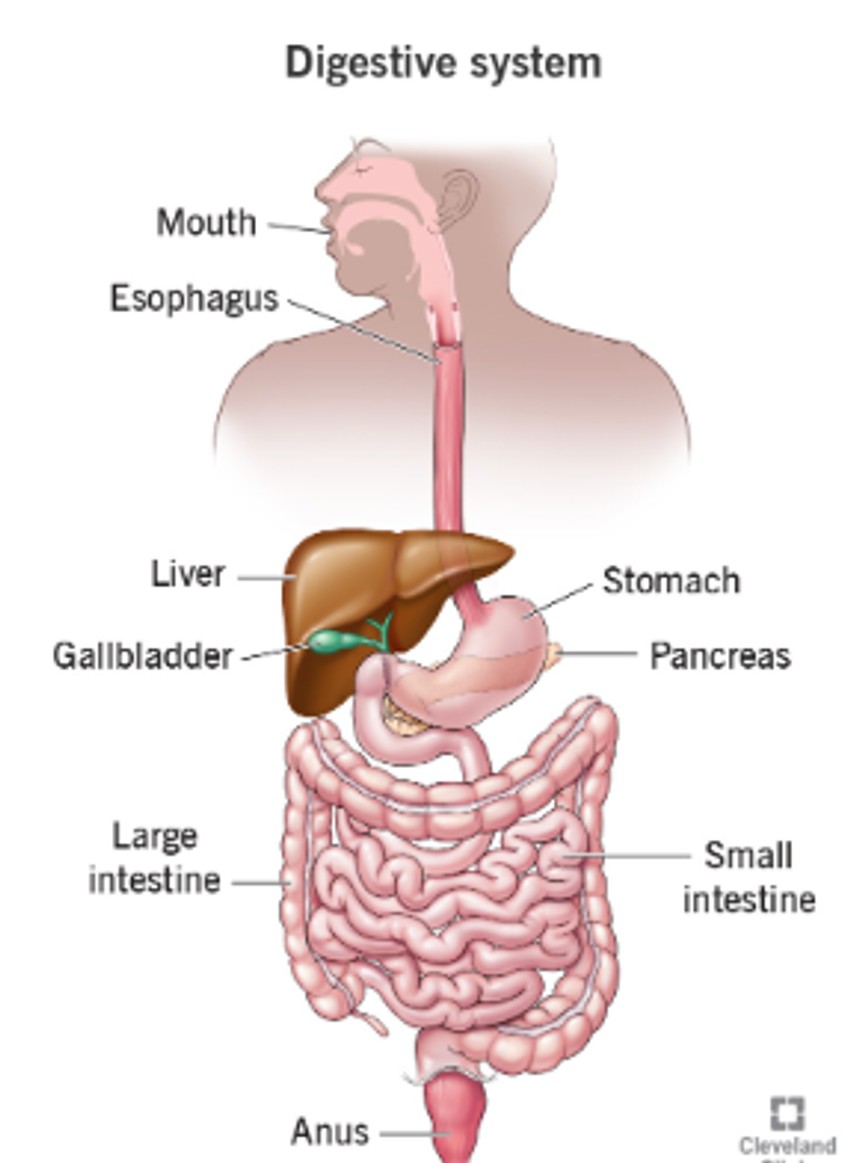 Peristaltika se odvija u celom gastrointestinalnom traktu, ne samo u crevima