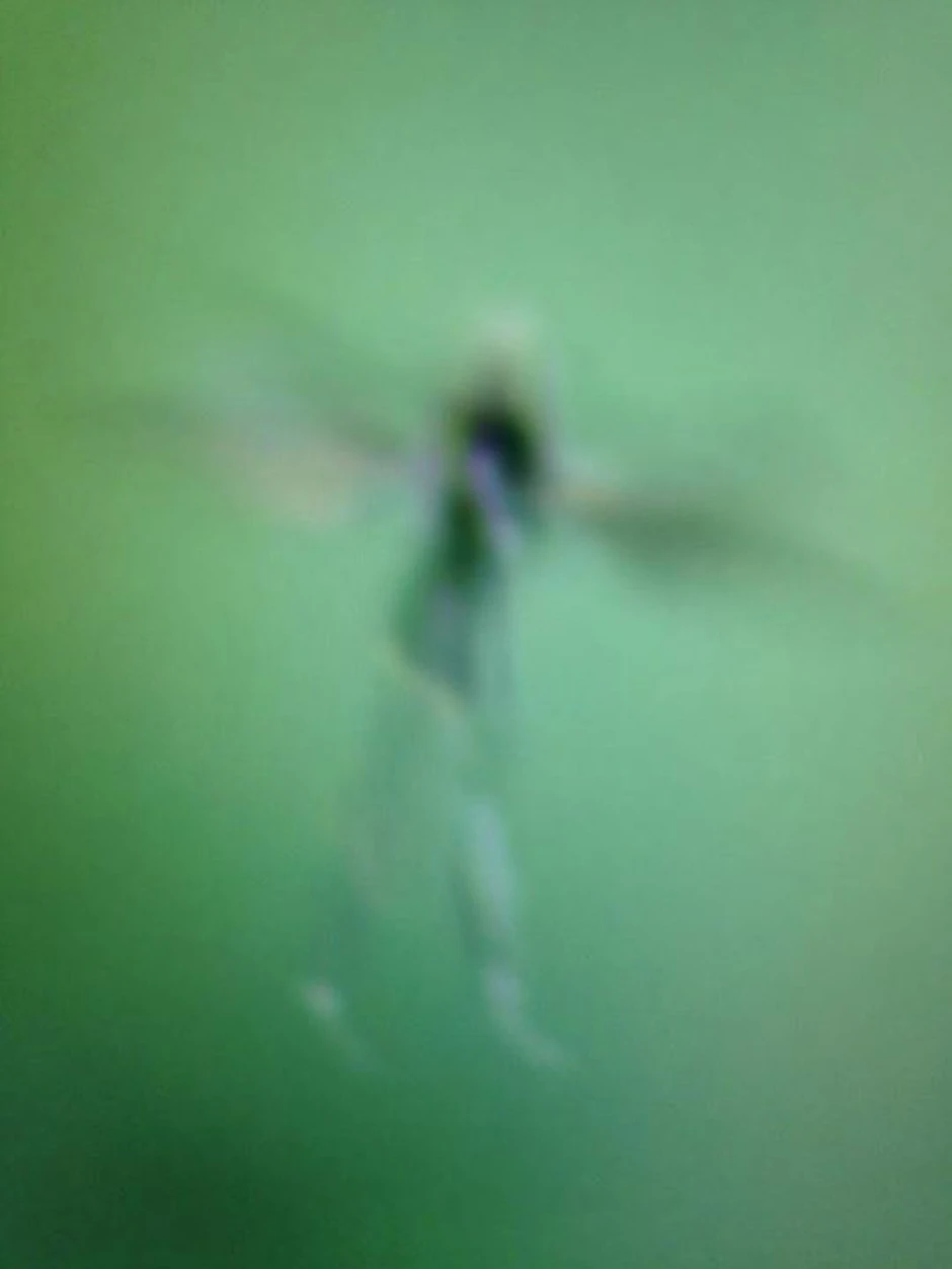 Da li je ovo Zvončica?