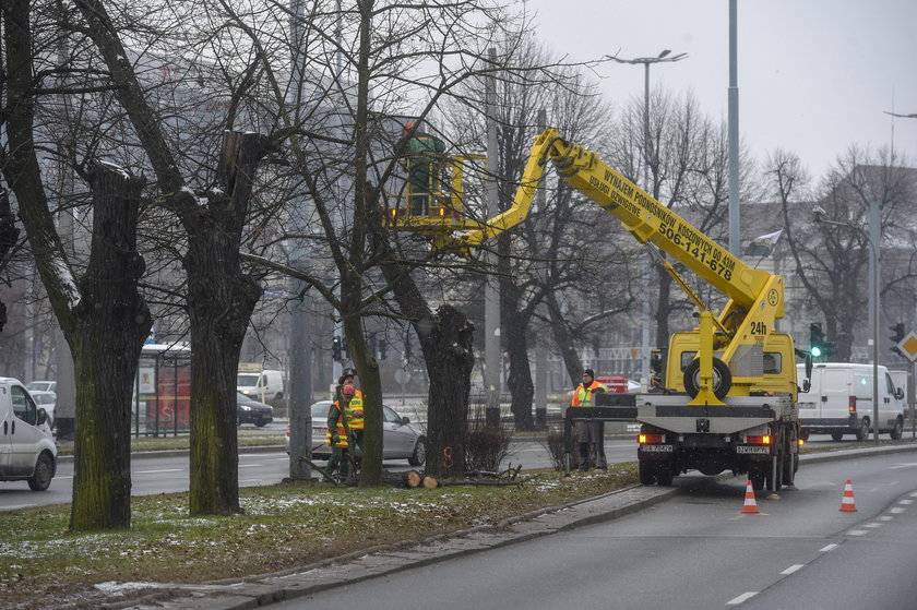 W Alei Lipowej w Gdańsku ruszyła wycinka 19 obumarłych drzew