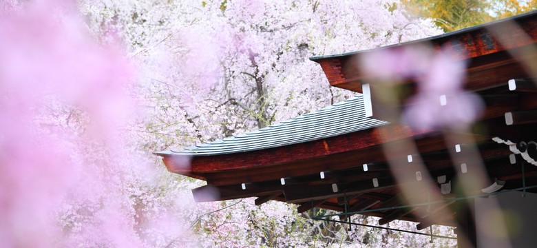 Zagubiona tradycja orientalnej sztuki życia. "Japonia utracona" Alexa Kerra [RECENZJA]