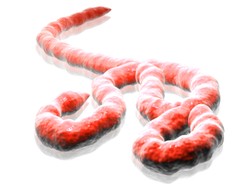 Kolejny kraj zapobiega wirusowi Ebola