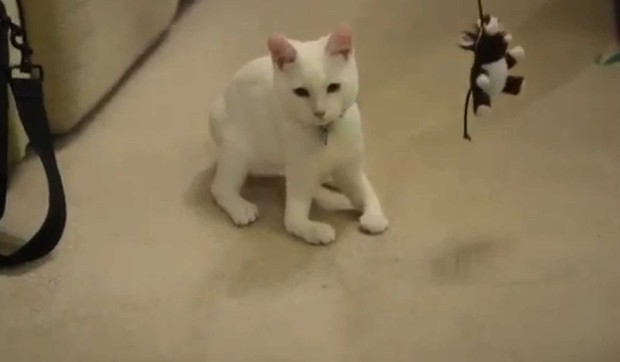 308284_kitten-harvey1