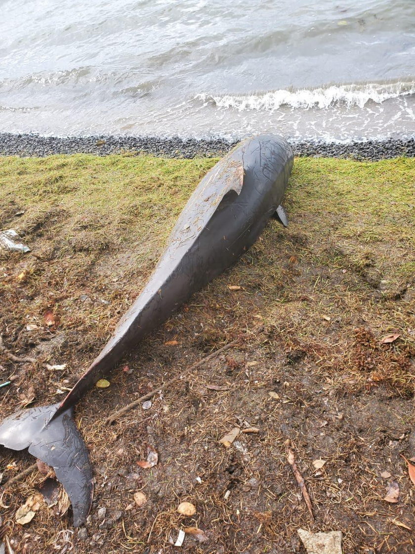 Mauritius: kilkanaście martwych delfinów na plaży. To przez wyciek ropy?