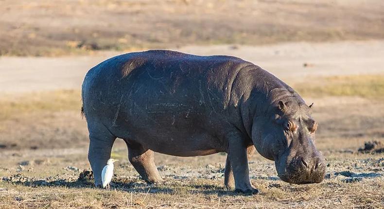 hippopotames