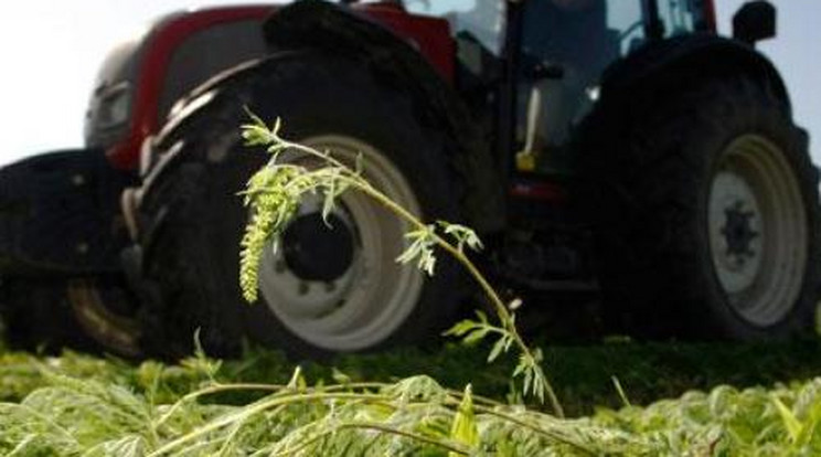 Őrület! Hangos volt a traktor dudája, vaslapáttal verték egymást!