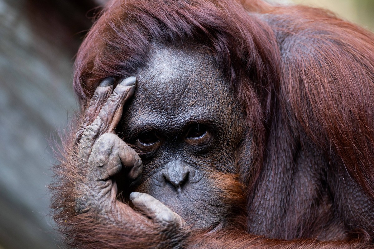 Orangutan