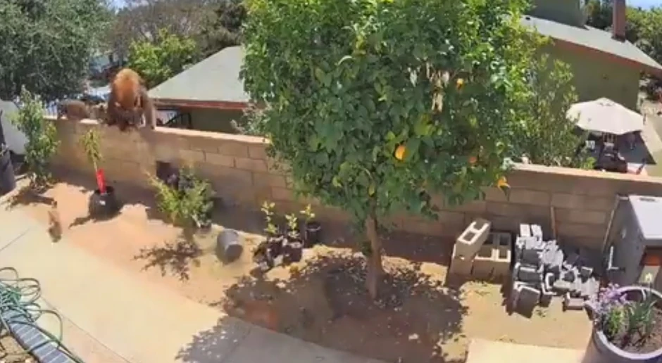 Medved je pokušao da uđe u dvorište