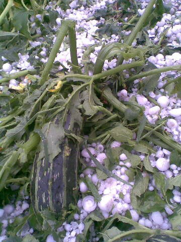 Zniszczone zostały uprawy