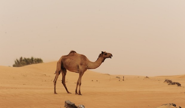 kamila02 foto Wikipedia Land Rover MENA