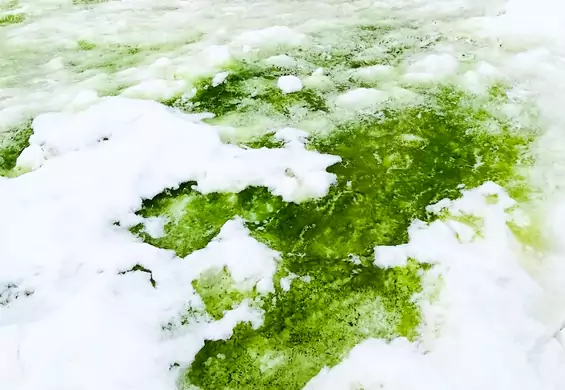 Zielony śnieg na Antarktydzie. Naukowcy mówią o "początkach nowego ekosystemu"