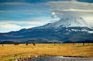 Horses on field by snowcapped mountain against sky