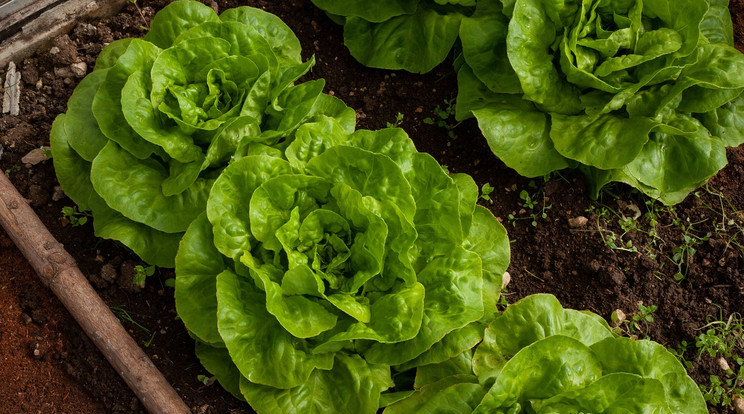 Az űrben termesztett saláták nagyobb eséllyel lesznek szalmonellások / Illusztráció: Pixabay