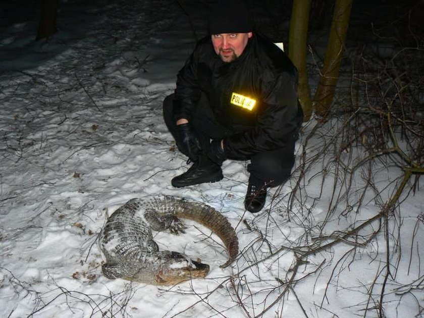 Znaleźli krokodyla w polskim lesie. Drastyczne zdjęcia!