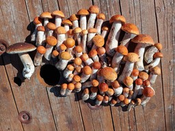 podchwytliwy quiz o grzybach. nawet doświadczeni grzybiarze się mylą