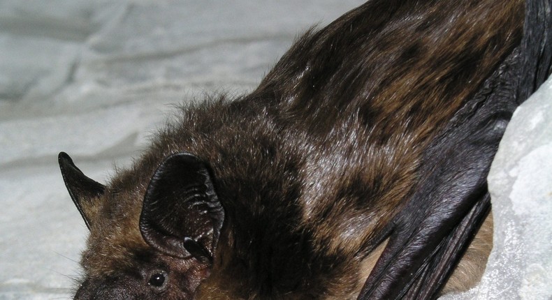 The bats studied for this paper lived in Europe.Olivier Glaizot