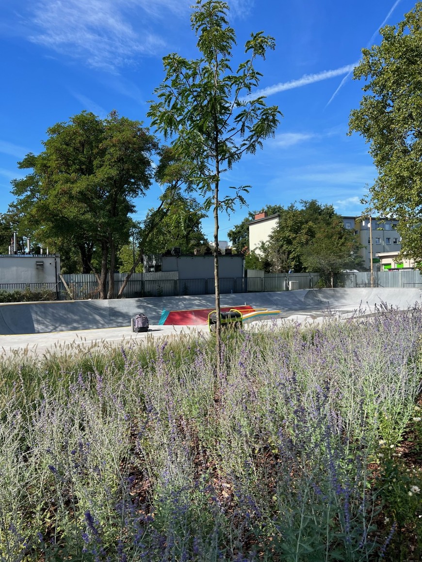 Przy skateparku zadbano o zieleń