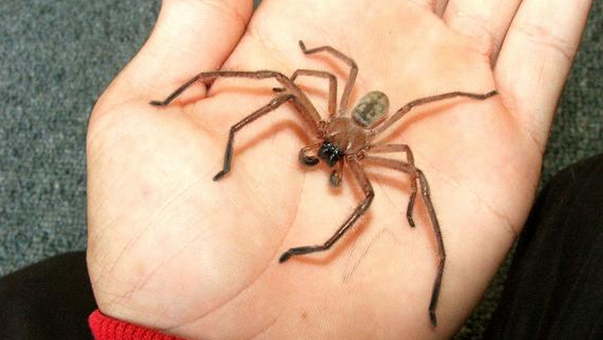 Australię nazywa się nieraz ojczyzną pająków. I jest ku temu powód – kontynent ten zamieszkuje 10 tys. gatunków tych zwierząt. Niektóre z nich są śmiertelnie groźne, niektóre osiągają rozmiary nawet kilkunastu centymetrów. Nie raz zdarza się, że dostają się do ludzkich domów. Przekonał się o tym – i to nie raz – ambasador RP w Australii Michał Kołodziejski. Zobaczcie, jakie okazy znajduje w rezydencji.