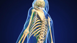 Przełom w chirurgii ortopedycznej. Naukowcy odkryli elastyczną kość